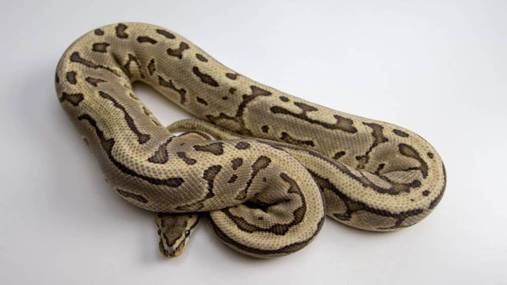 ball python color morph