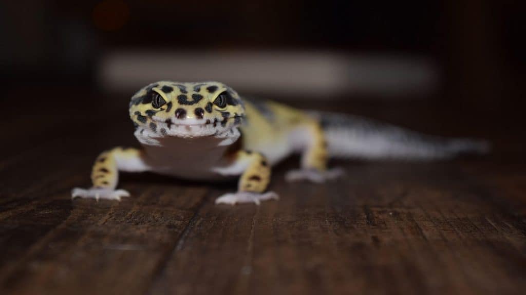 leopard gecko care