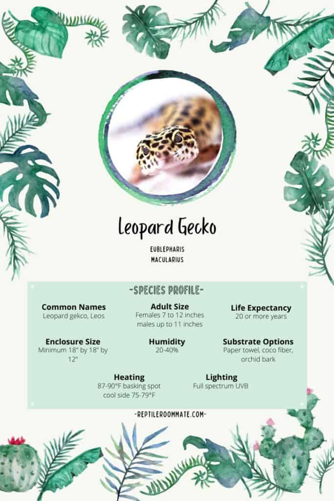 leopard gecko profile
