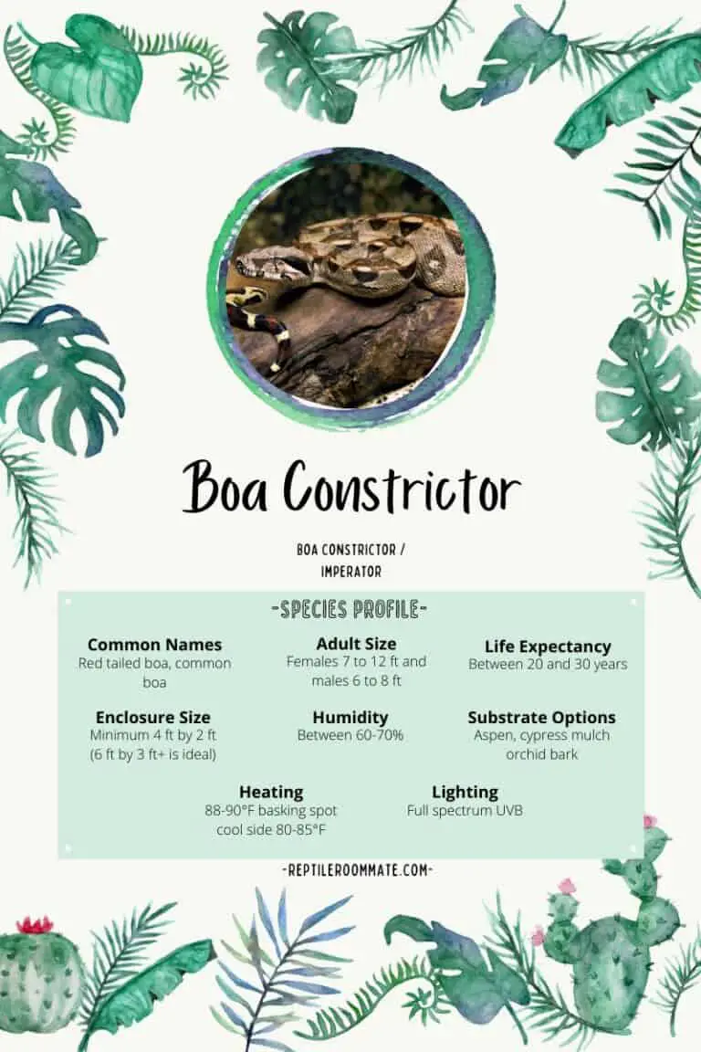 boa constrictor species profile