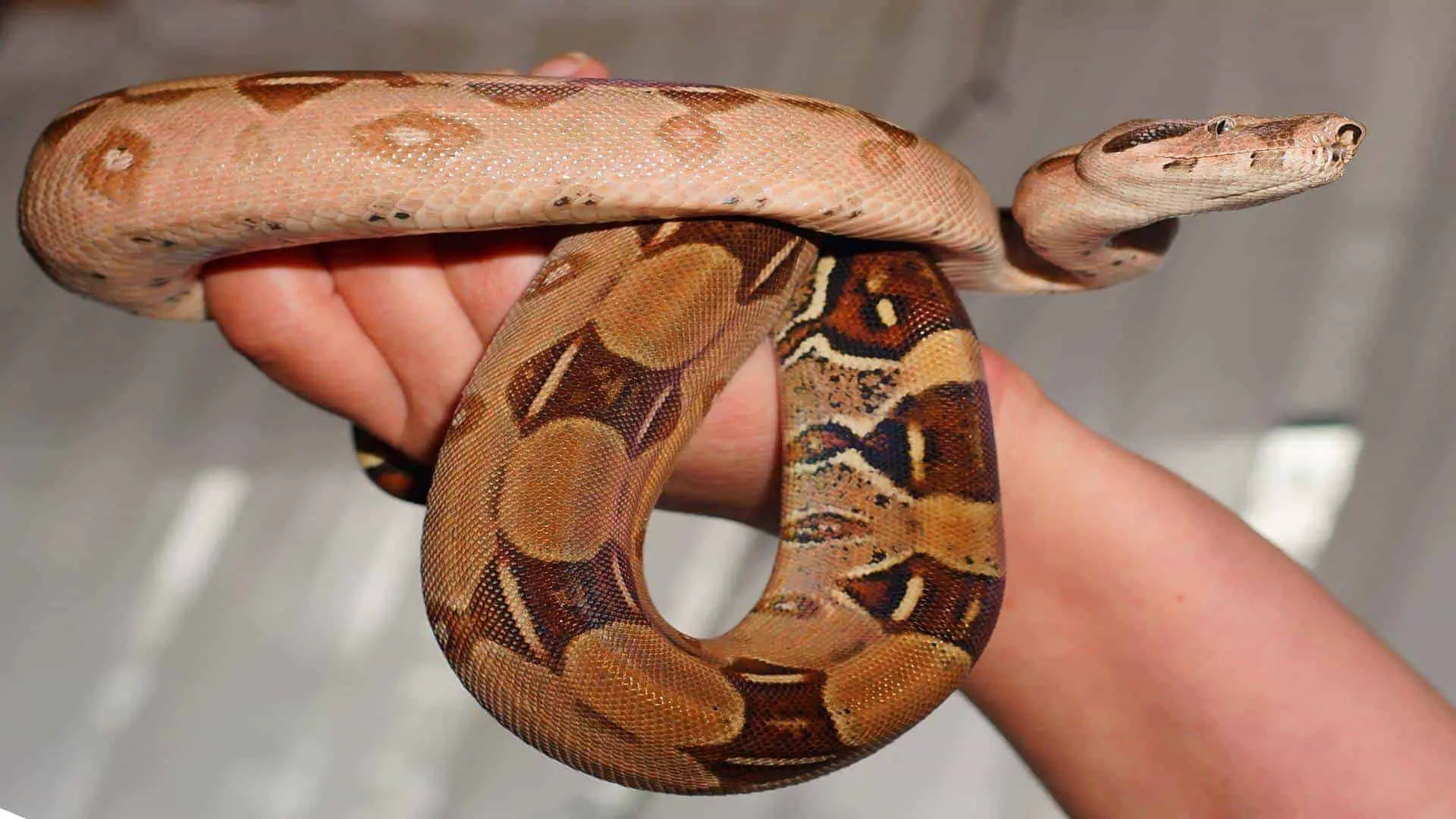 What Are The Most Common Pet Snakes Reptile Roommate,How To Make A Diaper Cake With Blankets