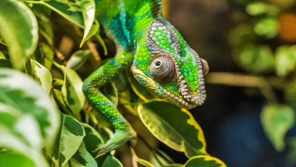 Do Chameleons Make Good Pets? | Top 3 Species For Beginners