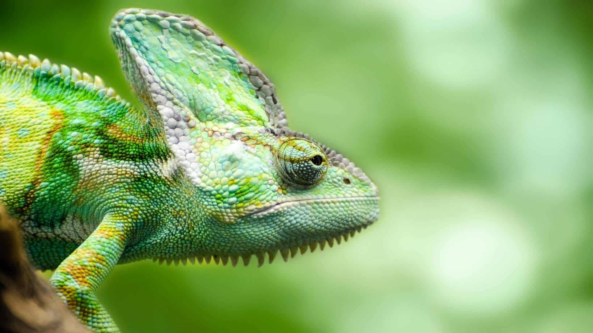Are Chameleons Good Pets For Beginners Reptile Roommate,Modern Contemporary Living Room