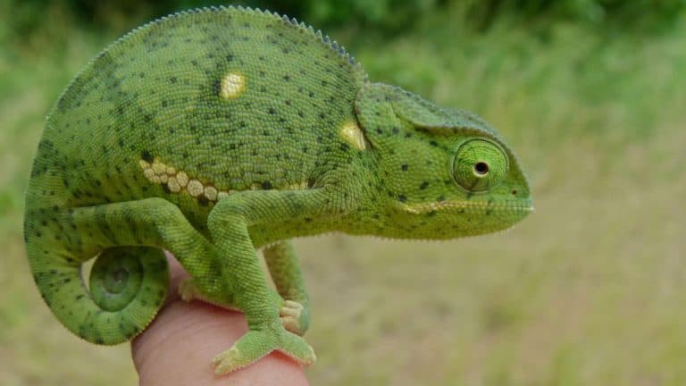 flap necked chameleon