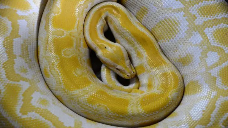 albino reticulated python