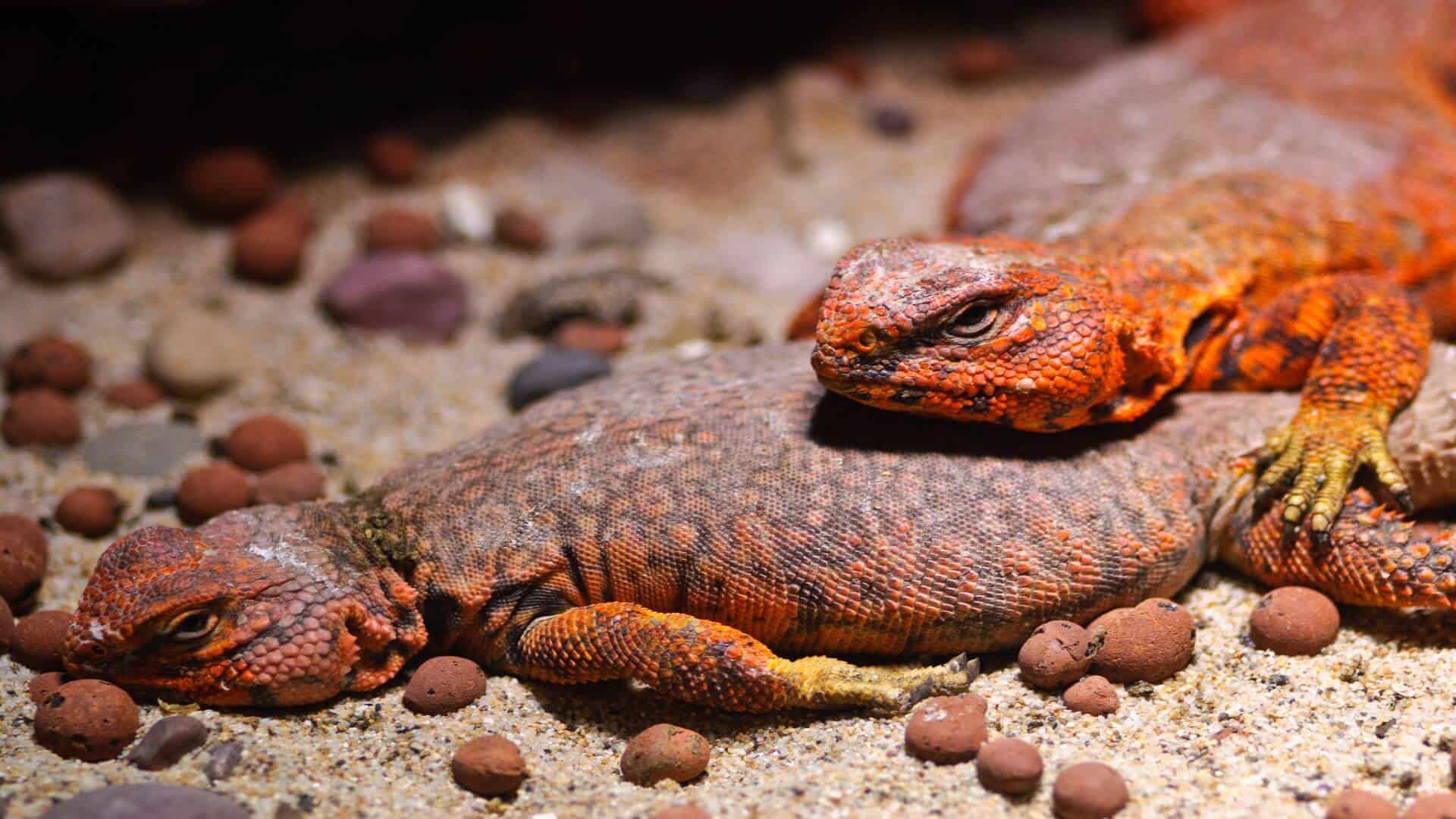 Uromastyx Care and Setup Guide | Reptile Roommate