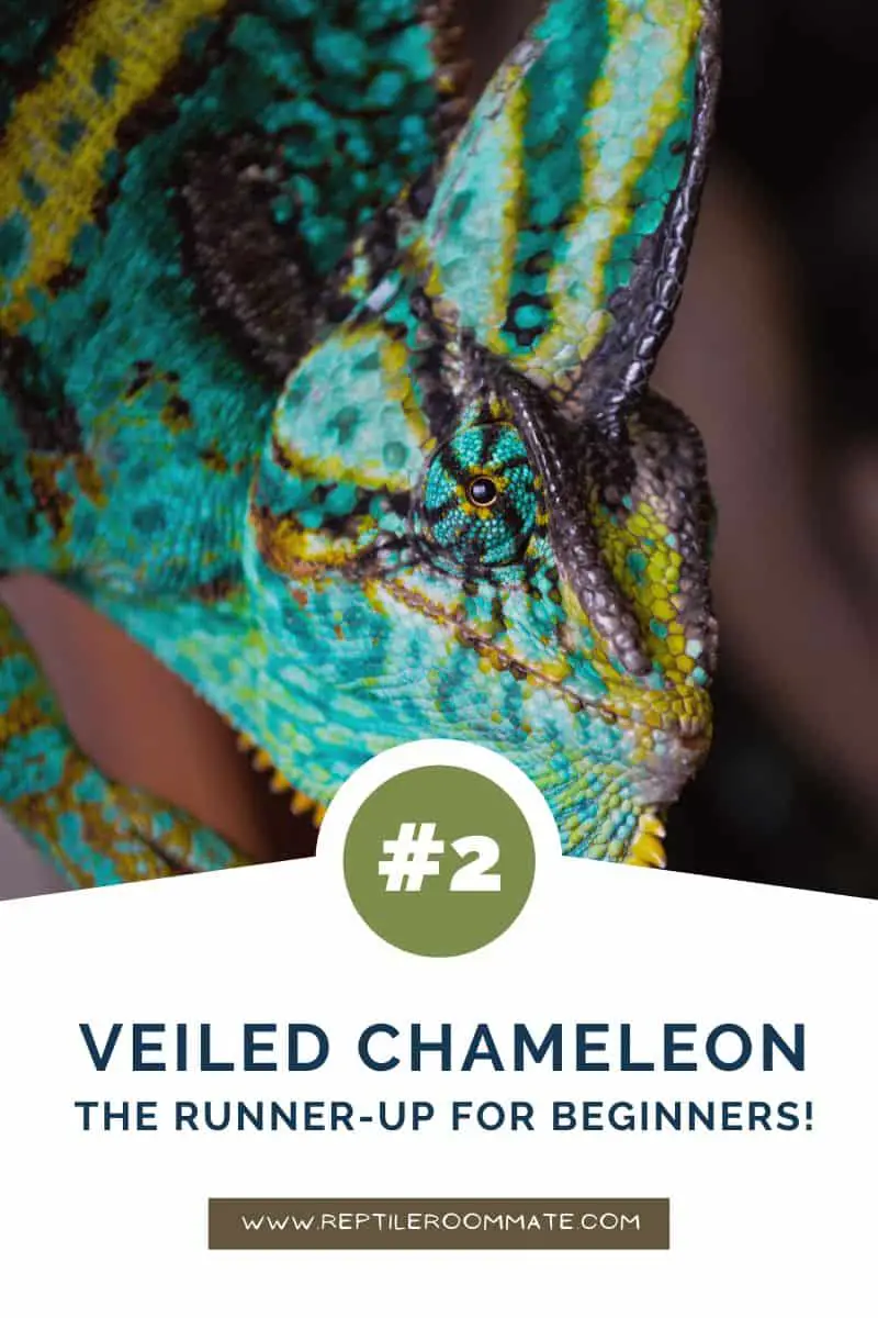 Are Chameleons Good Pets for Beginners? | Reptile Roommate