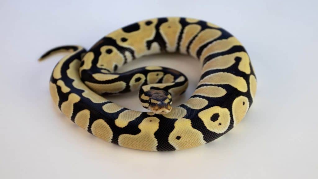 are snakes good pets for beginners