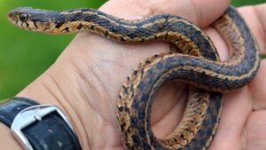 Are pet snakes safe?