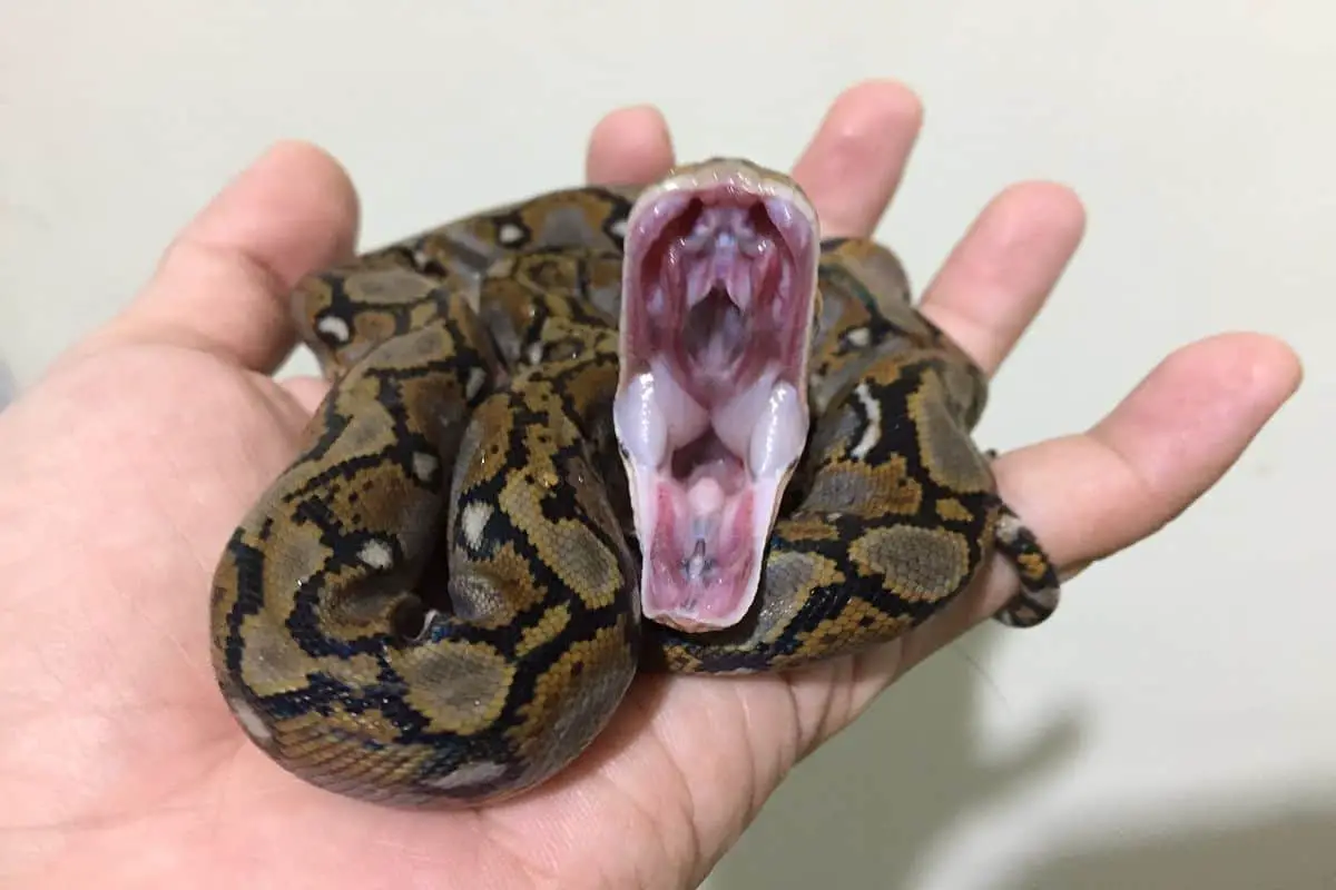 Can Snakes Yawn 