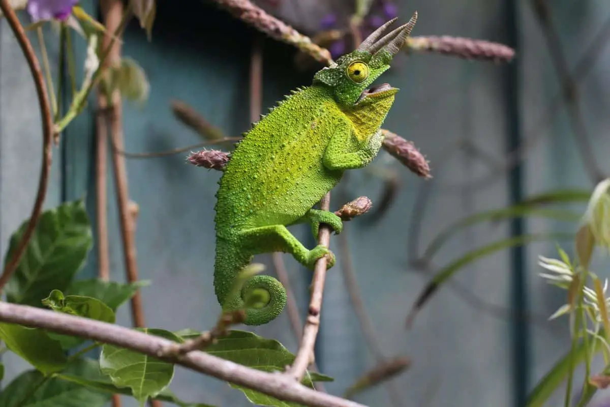 Are Chameleons Good Pets for Beginners? | Reptile Roommate