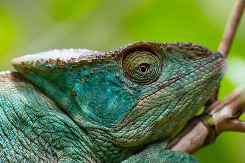 How Long Do Chameleons Live? | Popular Species' Lifespans