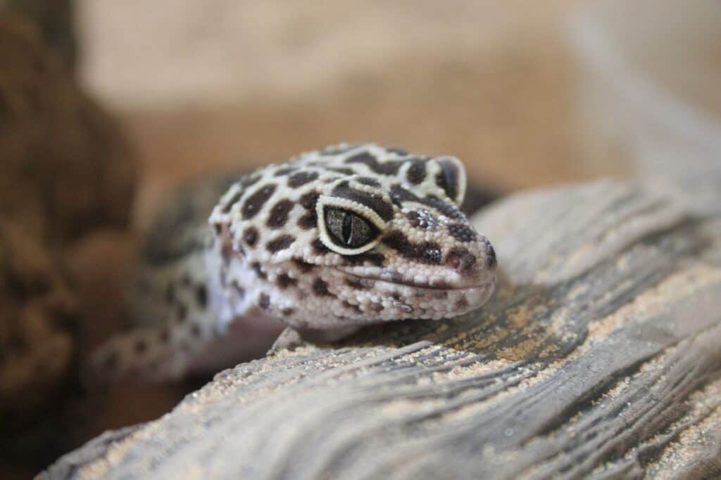 leopard geckos bite