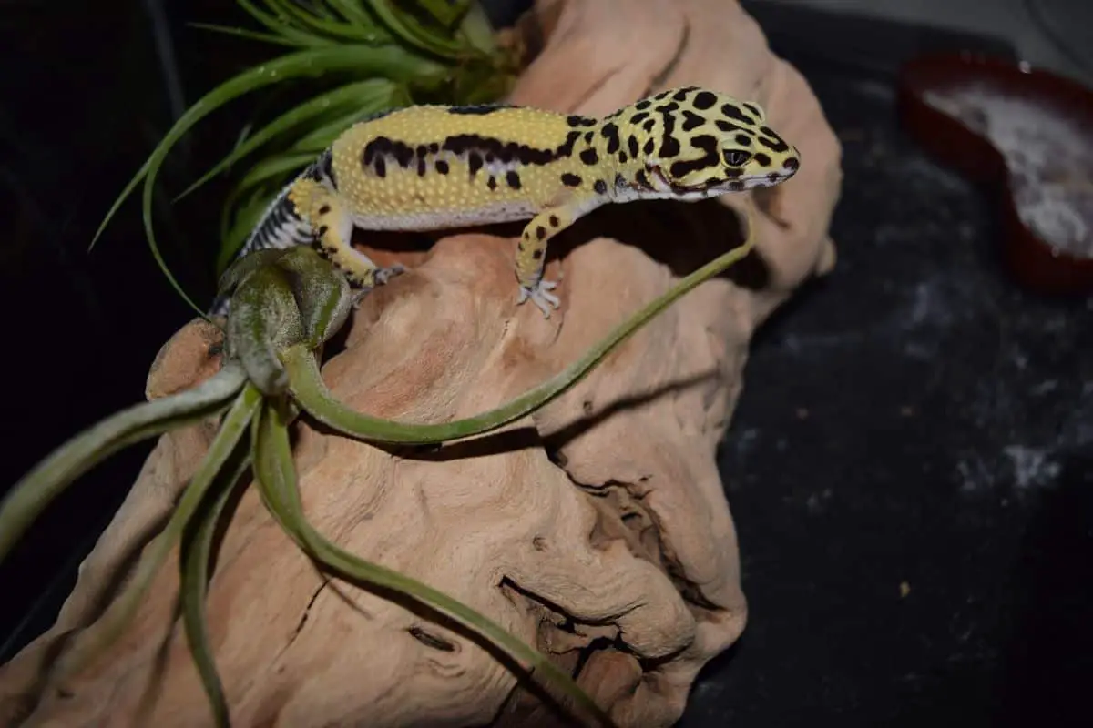 Do leopard geckos bite