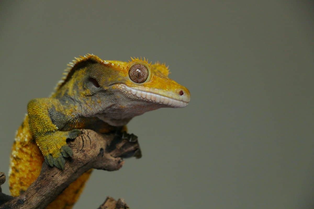 crested geckos live together