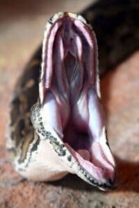 why do snakes yawn?