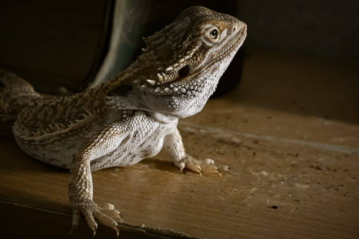 Can bearded dragons eat apples