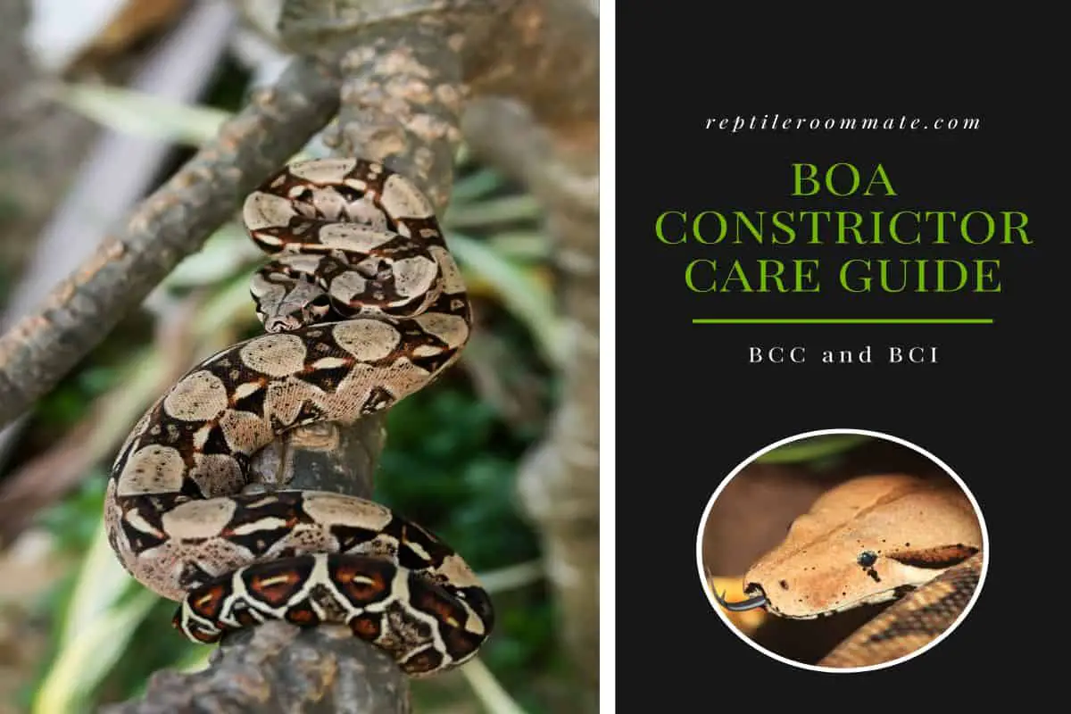 Boa Constrictor Care Guide