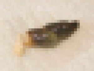 pixelated chameleon poop