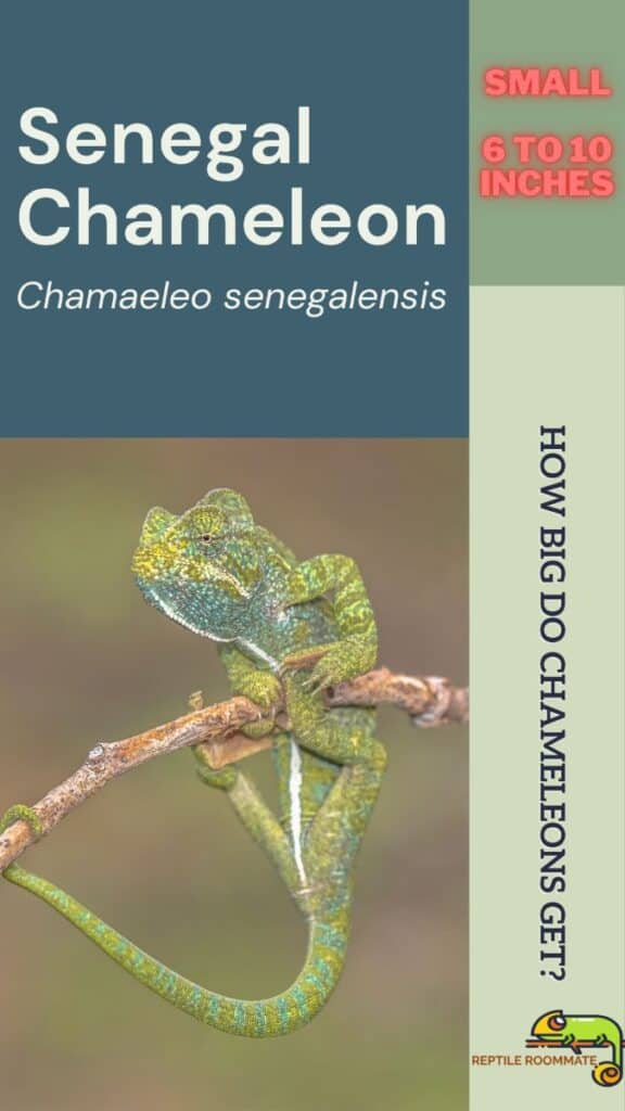 senegal chameleon size
