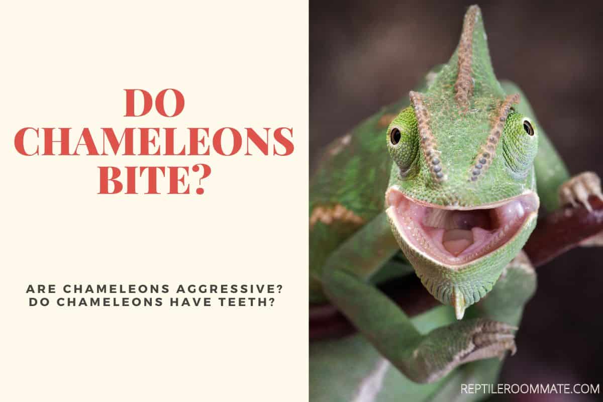 Do Chameleons Bite Humans?