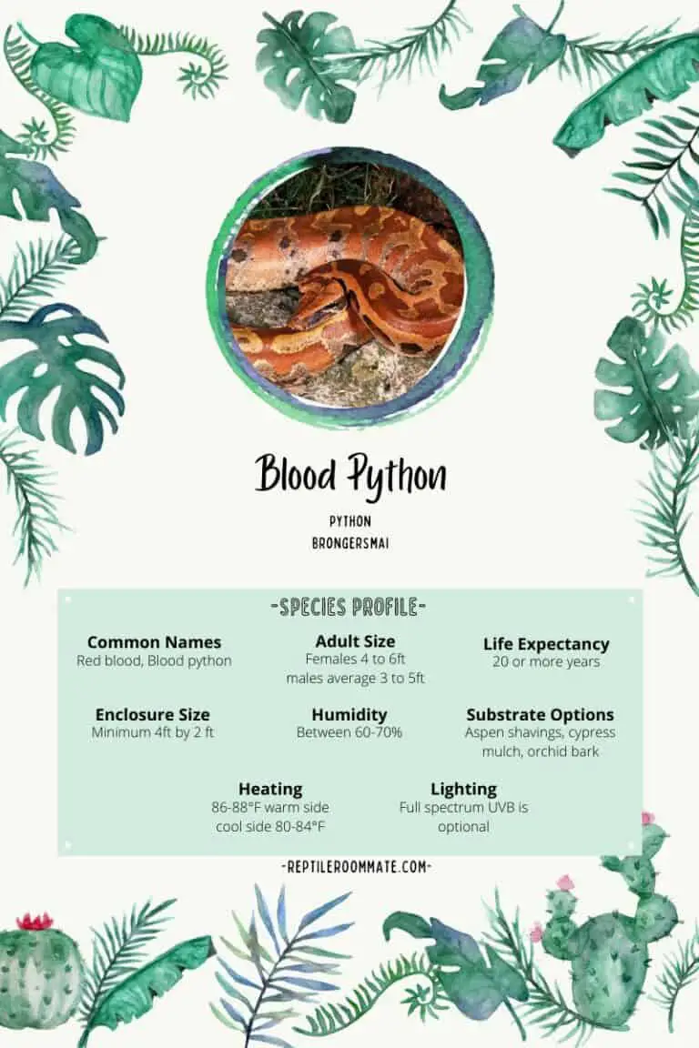 blood python profile