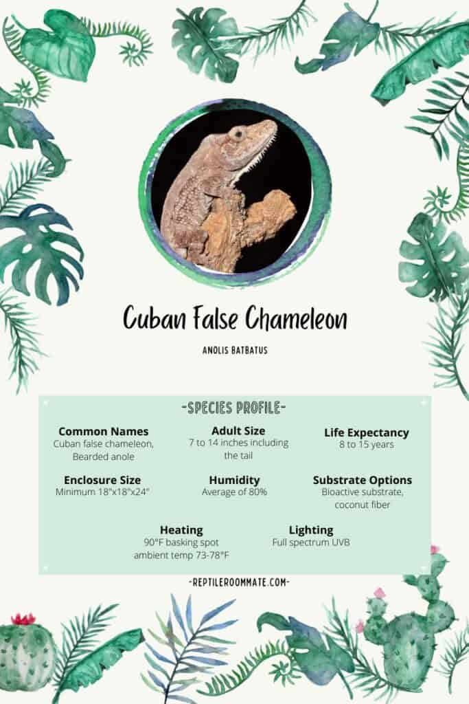 cuban false chameleon profile