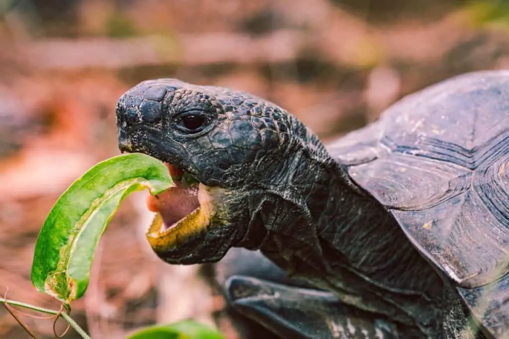 Do Turtles Have Teeth? – Reptile Roommate