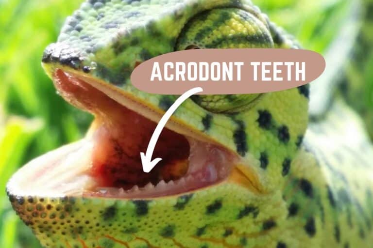 Chameleon Teeth