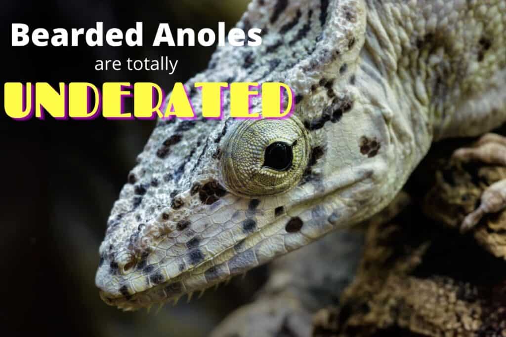 The Bearded Anole Cuban False Chameleon Care Guide