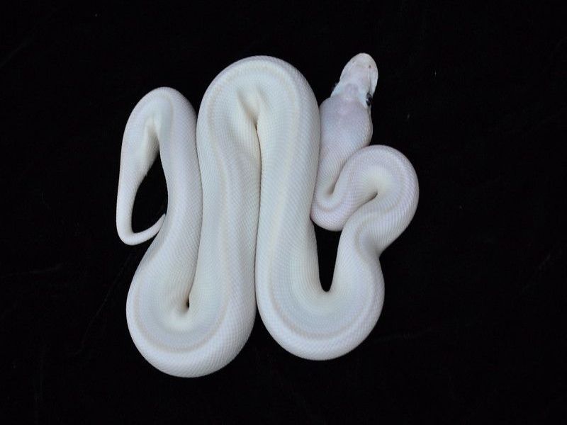 White Pet Snake