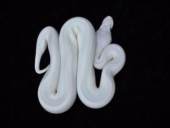The Best White Snakes to Keep as Pets
