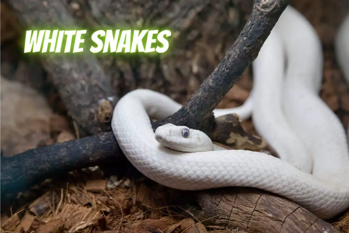 The Best White Snakes to Keep as Pets