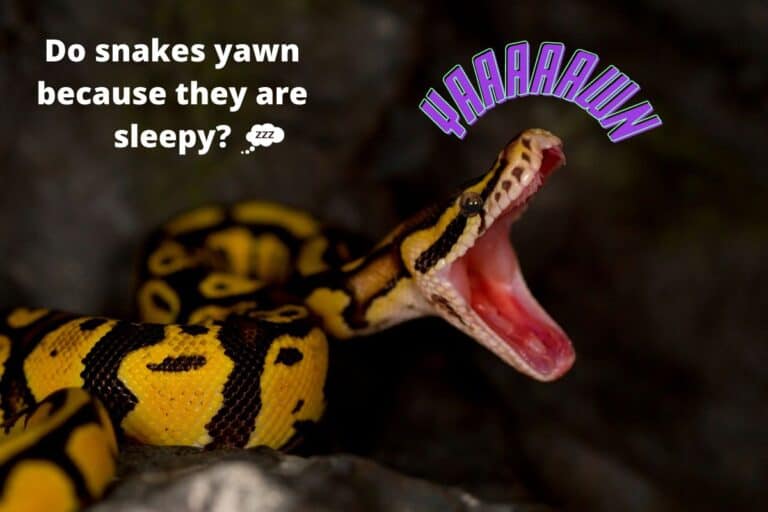 Why do snakes yawn
