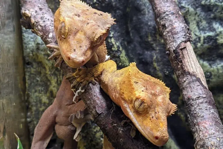 crested geckos together