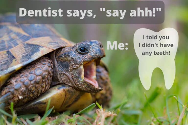 do turtles have teeth meme