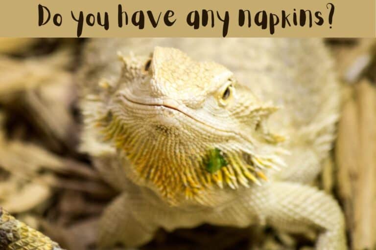 what do bearded dragons eat