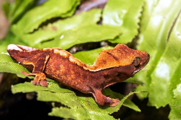 young crested gecko