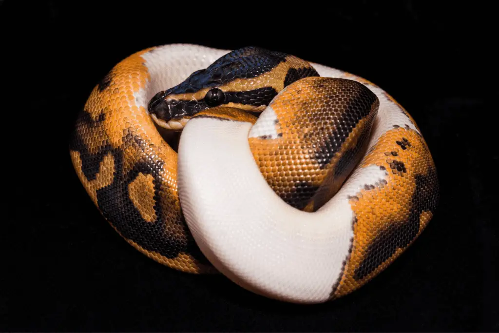 ball pythons