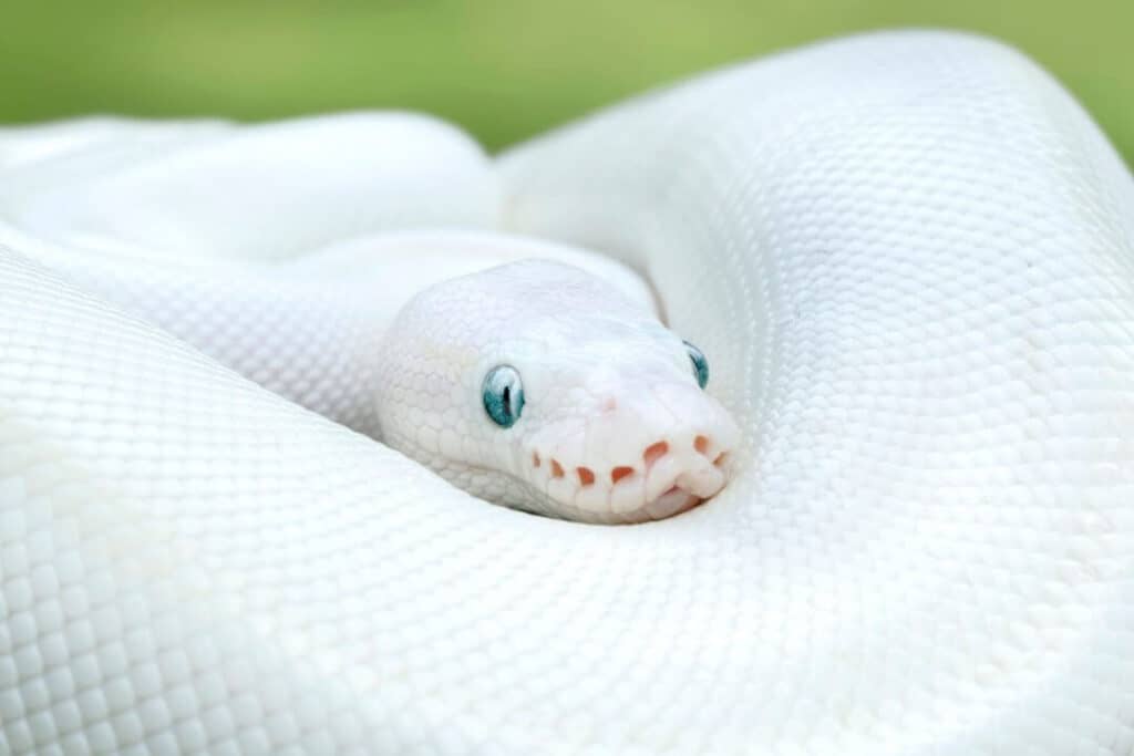 blue eyed lucy ball python