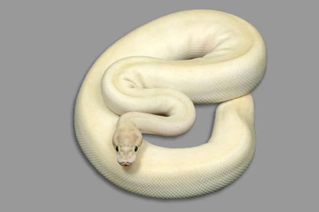 ivory ball python