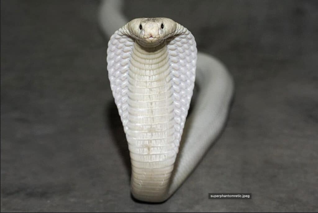leucistic cobra