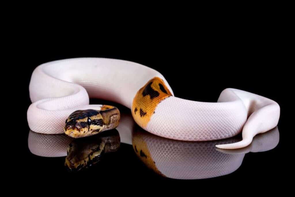 pied ball python