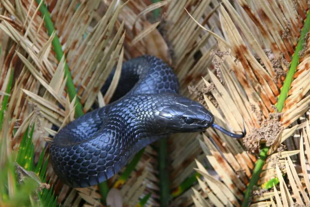 Eastern indigo snake