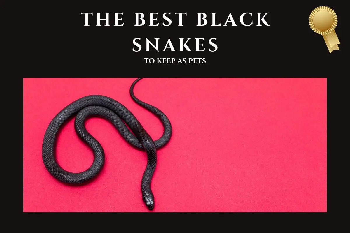 The Best Black Snakes to keep as pets