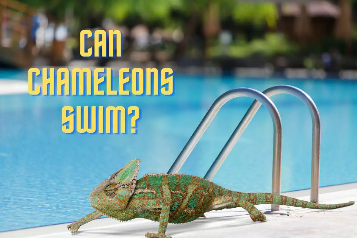 Can Chameleons Swim?