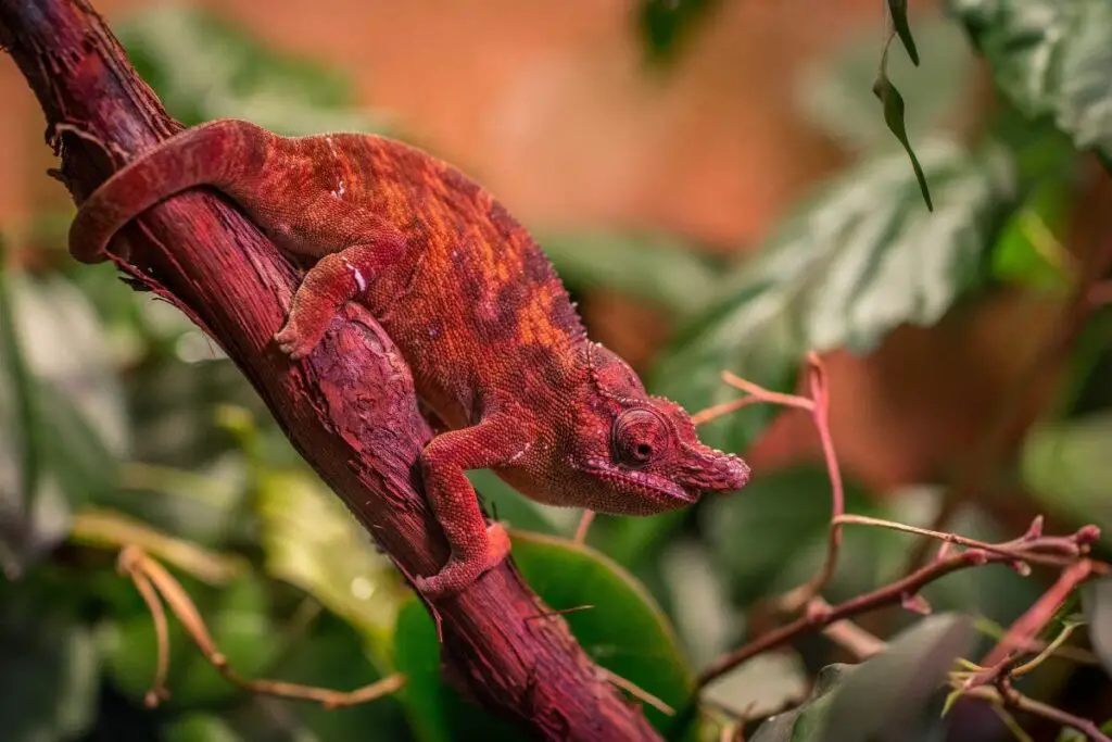 Can male and female chameleons live together