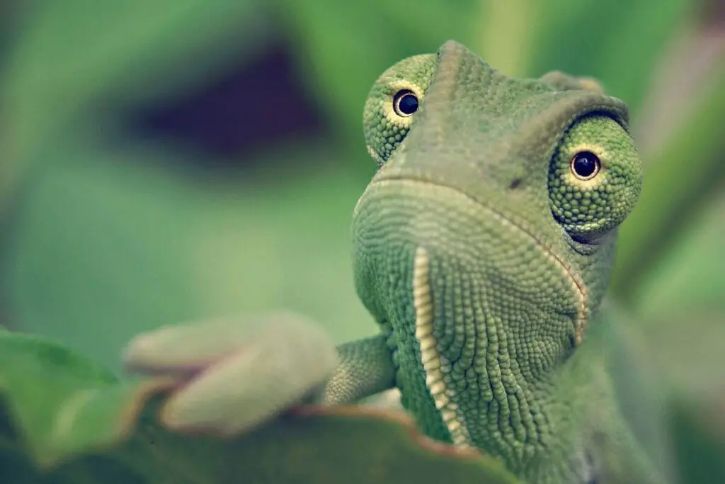Can you keep chameleons together