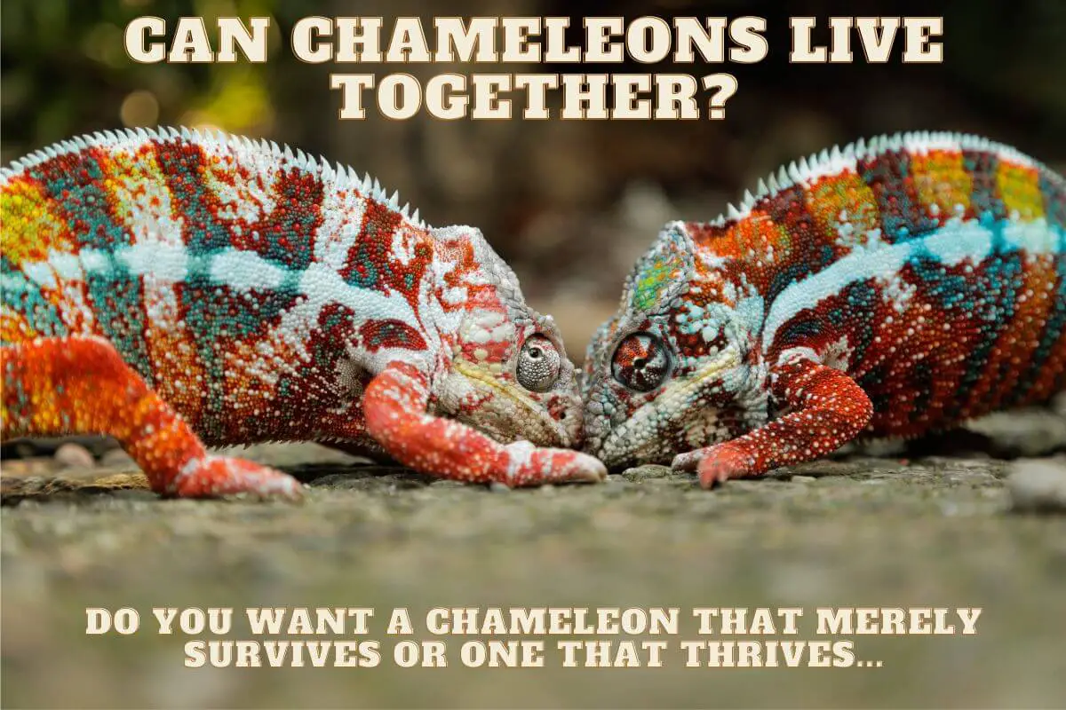 can chameleons live together